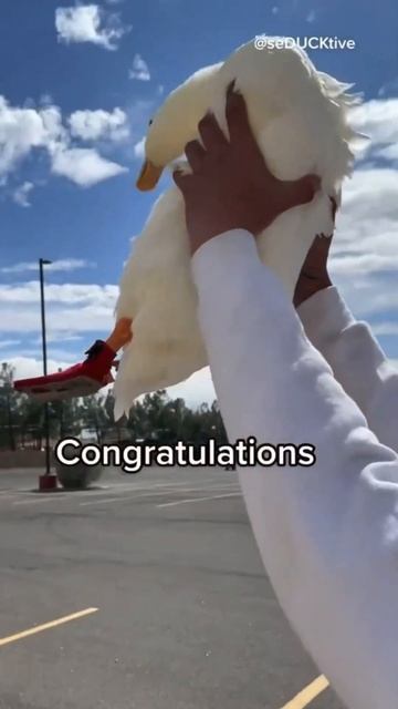 Quack your way to success: Mastering the art of picking up ducks, one feather at a time! 🦆🍔🤣 смотреть онлайн