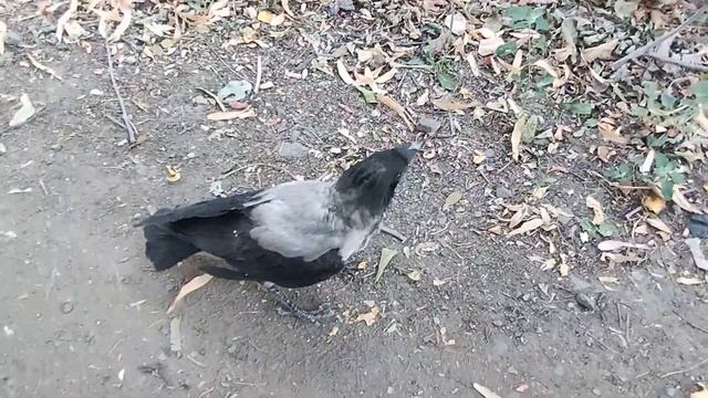 Кот против вороны. кто победит? смотреть онлайн