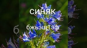 название луговых цветков на кабардинском языке