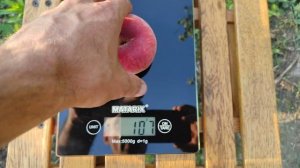 Инжирный персик Уфо-3/Ufo-3  18.07.2023