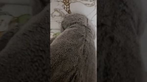 Мама наказала Басика