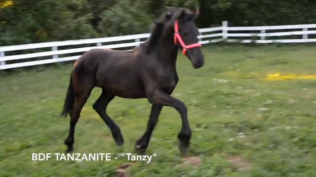 BDF Tanzanite - "Tancy" смотреть онлайн