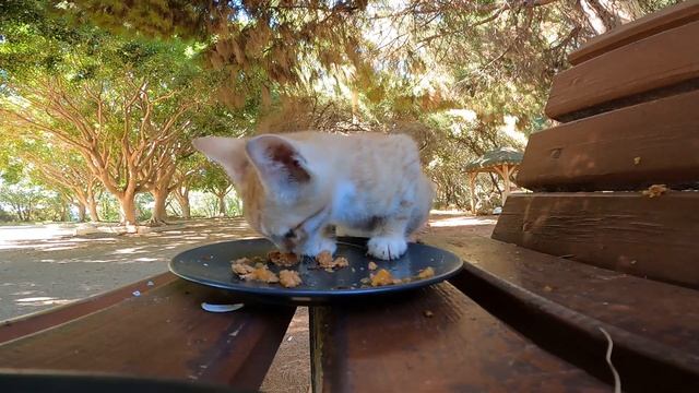 Orange kitten reactions to cat wet food смотреть онлайн