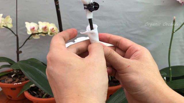 Just Sprinkle Once! Roots, Leaves And Orchids Bloom Out Of Control! смотреть онлайн