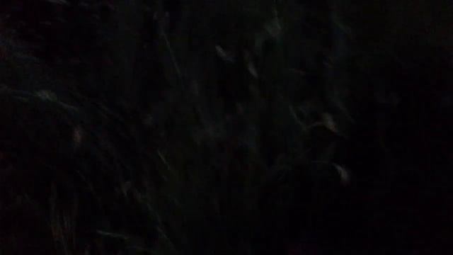 Ёжик гуляет смотреть онлайн