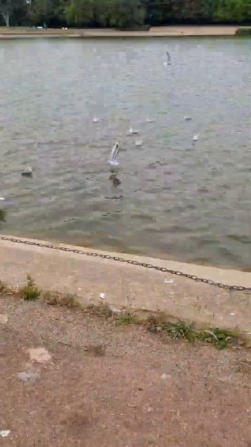 Feeding the Ducks @ Fairlands 🦆 смотреть онлайн