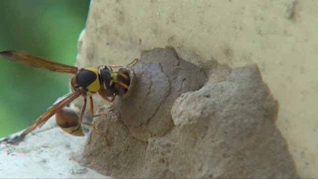 黃胸泥壼蜂築巢 смотреть онлайн