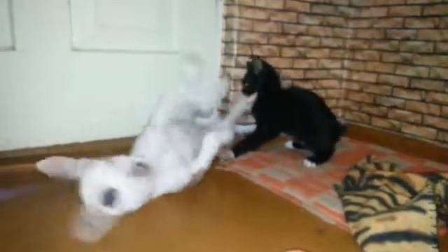 Кот vs пес смотреть онлайн