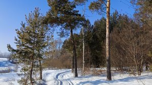 Деревенский влог 🏡 Поход в лес за веточками на лыжах ⛷️ Готовка и котики 🐈