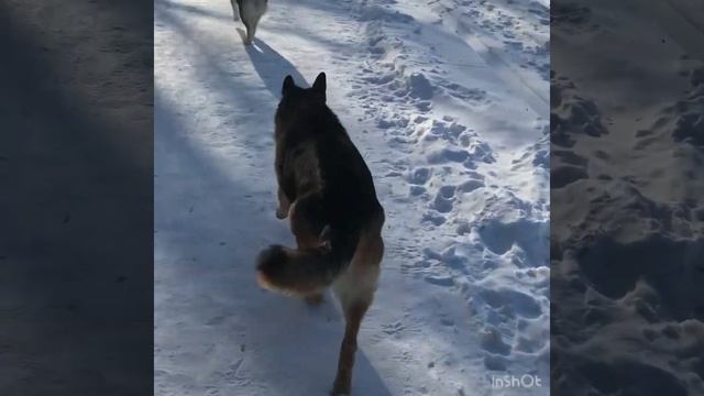 Овчарка vs Маламут смотреть онлайн