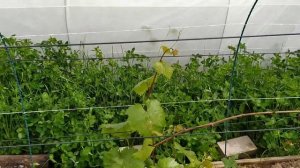 Результат весеннего разгона винограда.