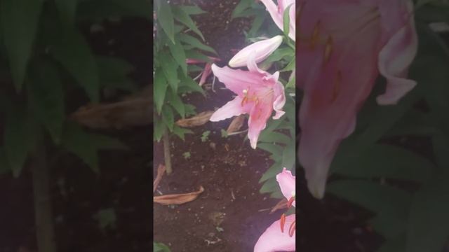 【山本彩】様へ　＃お誕生日おめでとうございます　＃中森明菜　＃Lily　＃ゆり　＃ユリ　＃YURI　＃東京ドイツ村　＃山本彩 смотреть онлайн