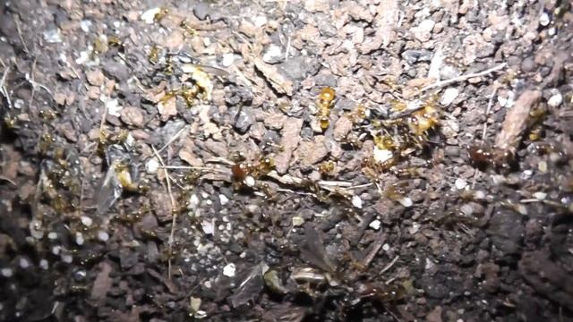 Pheidologeton affinis 12.07.2013 21:50Uhr смотреть онлайн