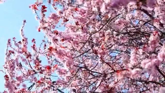 Sakura | Meditation | Relax Music смотреть онлайн