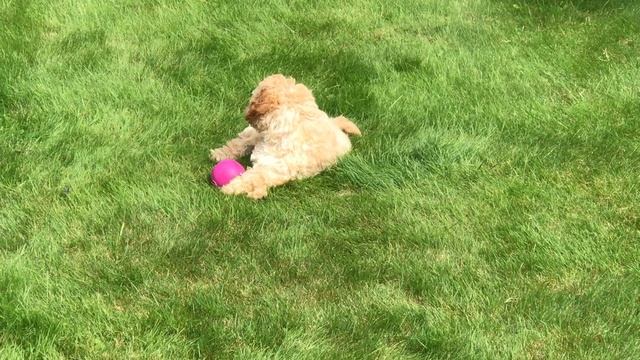 Freya the Cockapoo - Day five after the second vaccination смотреть онлайн