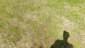 лабрадор 
работа над ошибками