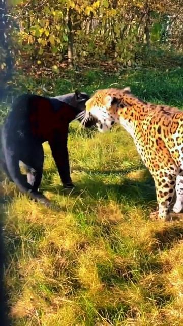Leopard Vs Black Panther Epic Fight 🔥