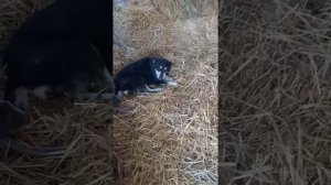 Наша охрана