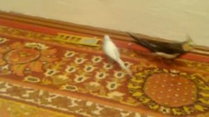 Волнистый попугай танцует