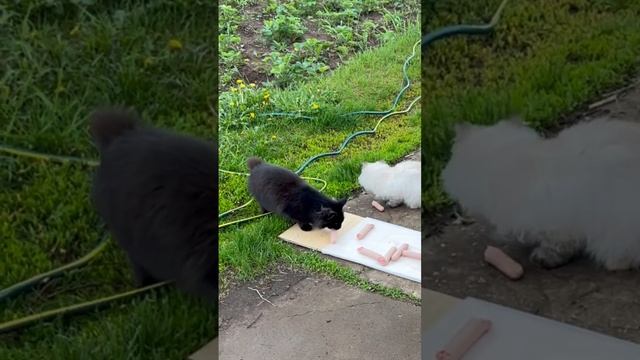 Кот Алик с праздничного стола своих сородичей тырит сосиски 😎 #котвор смотреть онлайн