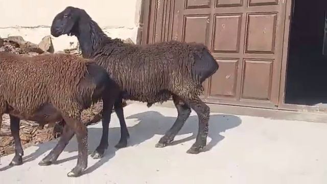 гиссариский баран +992928199716 смотреть онлайн