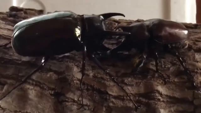 Allomyrina dichotoma vs Chalcosoma chiron смотреть онлайн