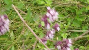 Душица или материнка(лечебная трава).