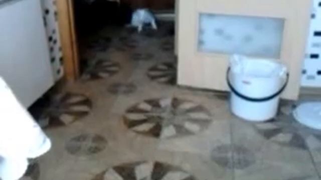 Кот приносит мяч смотреть онлайн