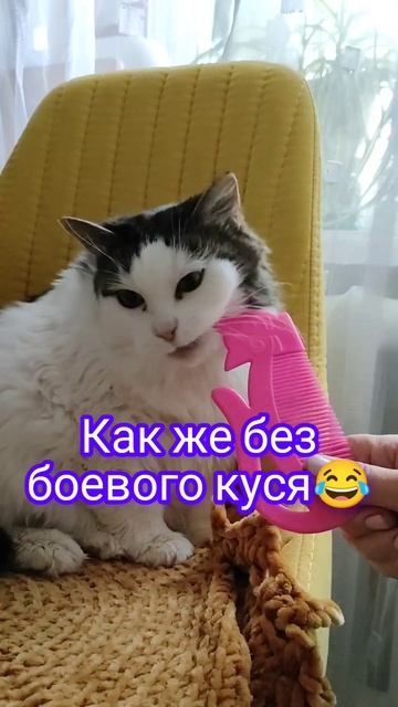 Лиська против расчески🔥 #кошки #кошкивидео #смешноевидео #смешное #животные #милота #лиська #юмор смотреть онлайн