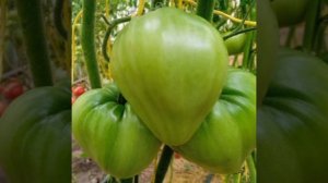 Сердце Дездемоны (биколор)