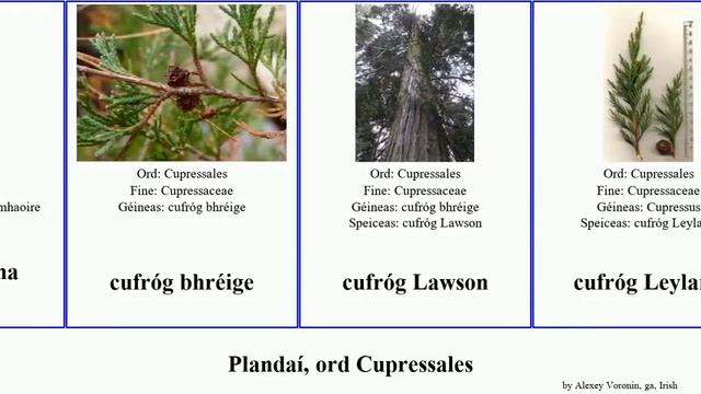 Plandaí, ord Cupressales plants vitae macrocarpa geal dearg cufróg Céadras Crónghiúis aiteal Arbor смотреть онлайн