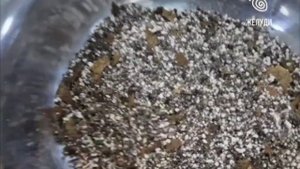 Как подготовить семена кленов для посева? Часть 2