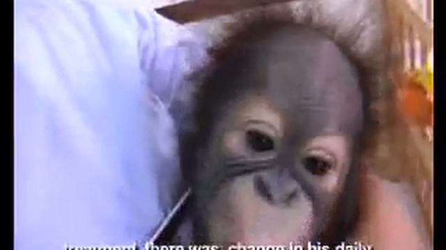 Orangutan Adam -- A New Beginning смотреть онлайн