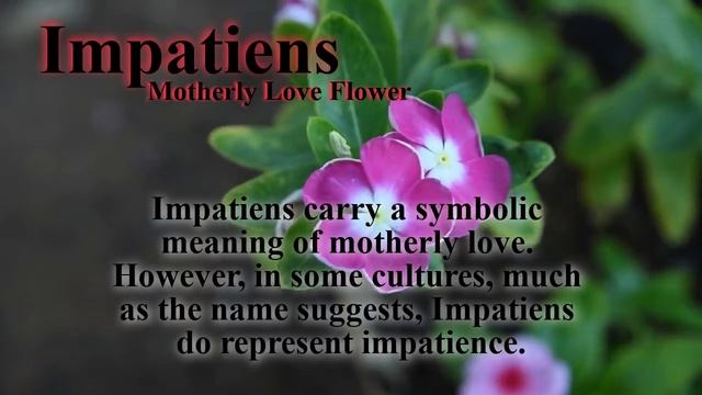 Flowers Symbolize LOVE: Bleeding Heart | Flower of the Gods | Motherly Love | Queen of Shrubs