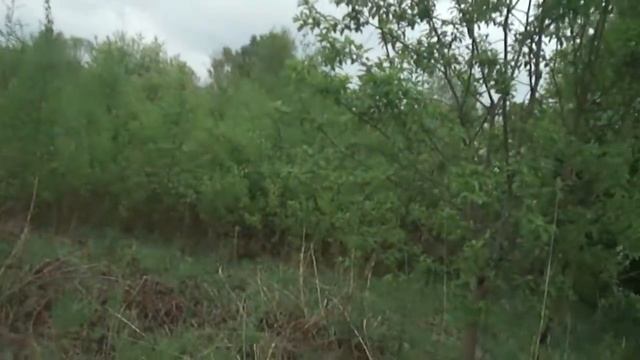 Пение соловья! Окрестности ст. Шуйская. Весенний лес смотреть онлайн