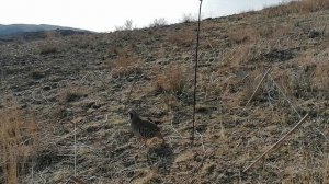 охота на Кеклик шикори кабг hunting for chukar keklik avı