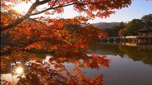 🍂 Autumn Leaves (Piano Cover) | Joseph Kosma