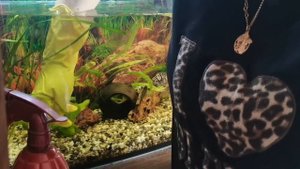 АНЦИТРУС-ВЕСЕЛЬЧАК/УБОРКА В АКВАРИУМЕ/БЕЛЫЕ ЧЕРВЯЧКИ В АКВАРИУМНОМ ГРУНТЕ, ЧТО Я ДЕЛАЛА?