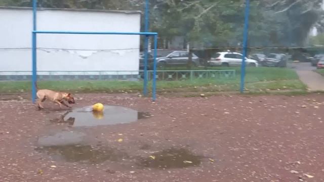 Porsh vs Jolly egg смотреть онлайн