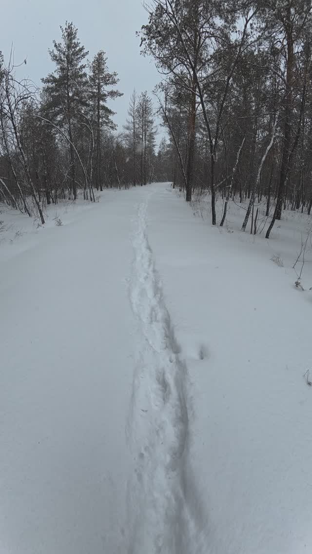Зимняя прогулка