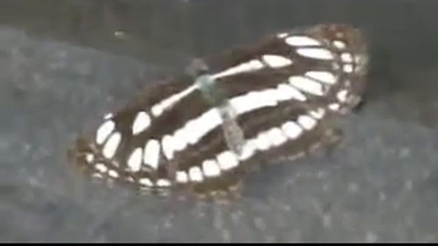 Common Sailer Butterfly( Neptis hylas) смотреть онлайн