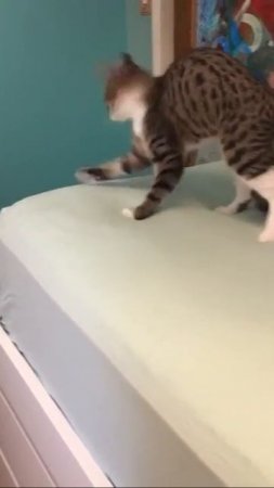 Кот Попробовал Кошачью Мяту И Произошло ЭТО 😺