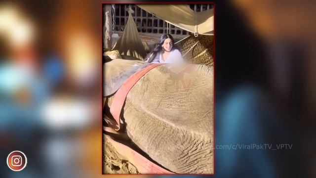 Yashma gill reached in Karachi zoo to look after the elephant ! Pak actress viral video ! VPTV news
