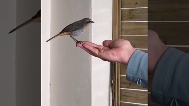 Bird whisperer!