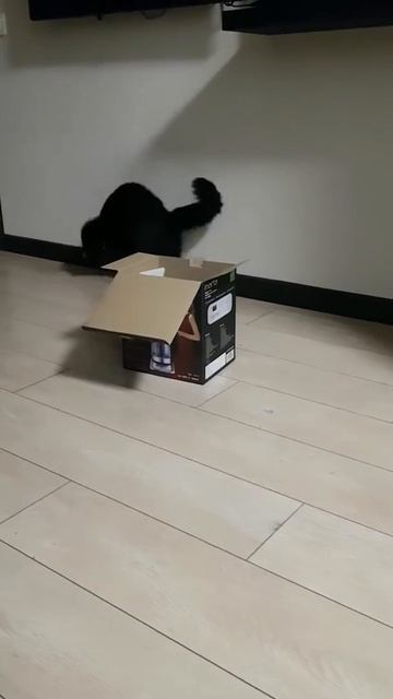 Кот поймал крысу смотреть онлайн