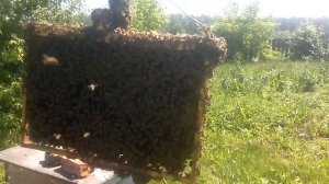 Вылет привитие и посадка 25 го роя.Рой вторак.