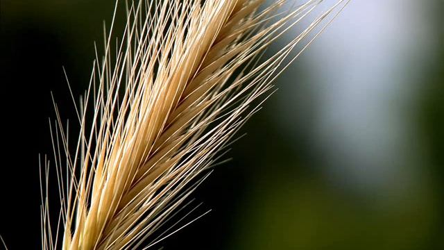 #Reader Ahmed Mohamed Salama | #Surah Yunus смотреть онлайн