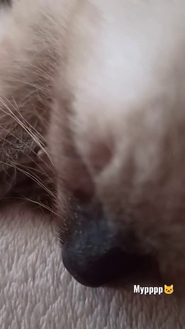 мурчательный антистресс))) #мурчание#антистресс смотреть онлайн