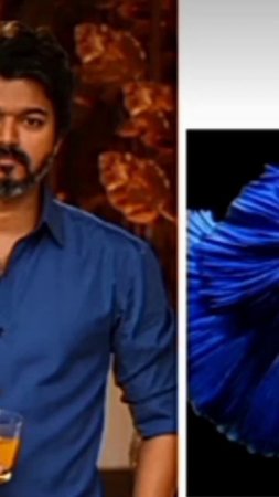 thalapathi Vijay vs betta fish il # shots # vishnu vlogs # 🤠🤠🤠