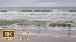 Чайки на пляже Светлогорска ~ 8К 50fps🎧 ~ Шум волн Балтийского моря